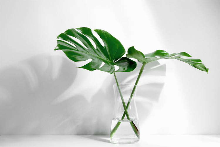 Botox- und Fillerbehandlungen in der Zahnkultur Berlin Karlshorst, Faltenbehandlung in Berlin